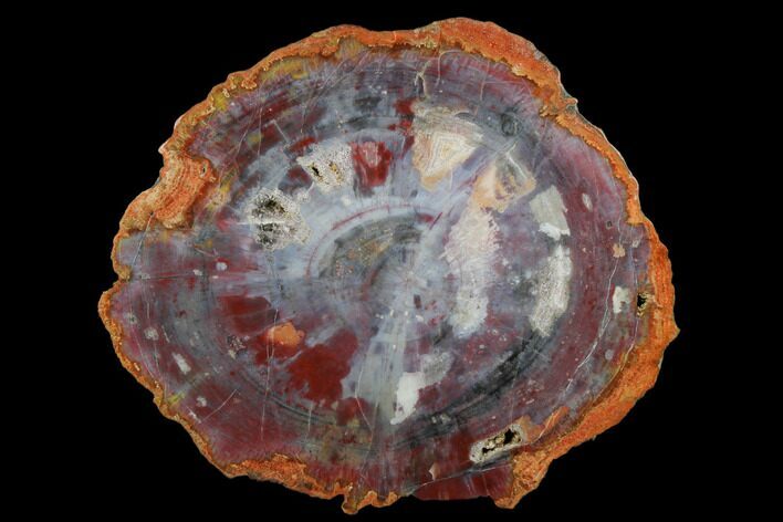 Blue/Purple, Petrified Wood (Araucarioxylon) Round - Arizona #184743